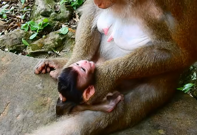 Baby Monkey Takes Its First Steps Away From Mom’s Milk
