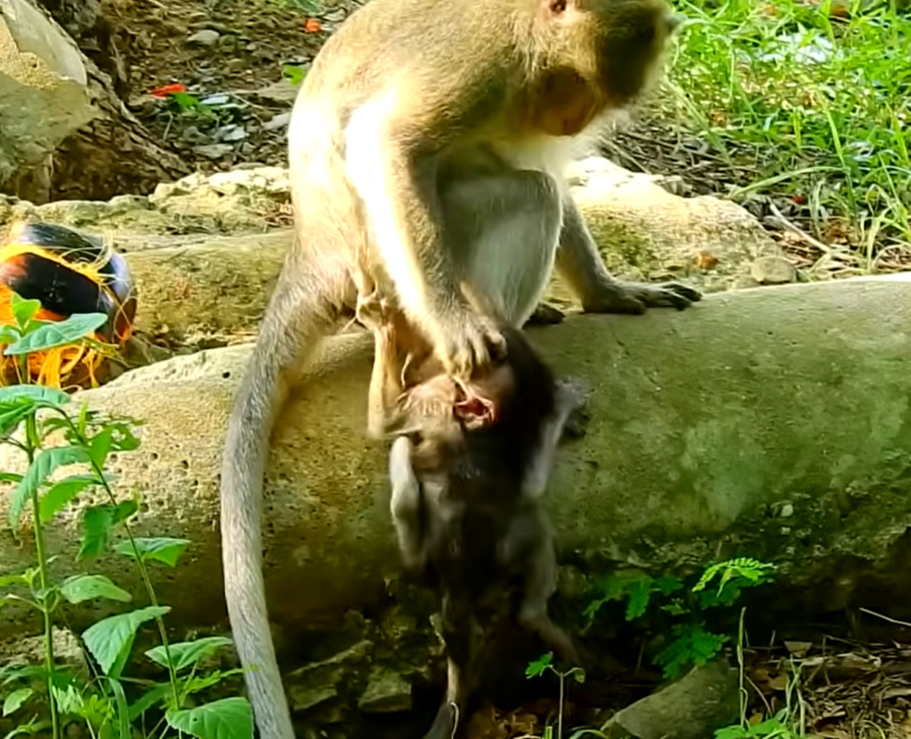 😢 Have you ever seen a baby monkey struggle through weaning? Baby Pinky's touching story may surprise you. Read more below!
