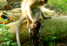 😢 Have you ever seen a baby monkey struggle through weaning? Baby Pinky's touching story may surprise you. Read more below!