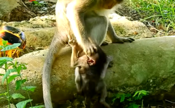 😢 Have you ever seen a baby monkey struggle through weaning? Baby Pinky's touching story may surprise you. Read more below!