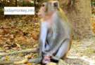 💔 Could this be the saddest moment in this baby monkey's life? Watch the full story and share your thoughts below.
