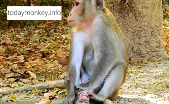💔 Could this be the saddest moment in this baby monkey's life? Watch the full story and share your thoughts below.