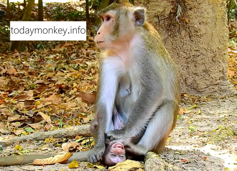 Baby Monkey Struggles With Weaning but Stays by Mom