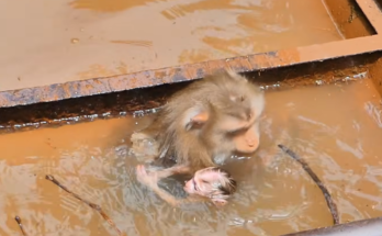 A newborn baby monkey carefully practices moving through shallow water while staying close to its attentive mother. The touching wildlife moment highlights a mother's protection, guidance, and the baby's first steps toward independence in a peaceful natural environment.