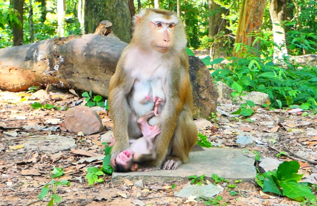 A newborn baby monkey named Loren cries loudly while sitting close to its mother, Luna, who appears to keep some distance during their early interaction. The emotional wildlife moment captures the challenges that can occur between a mother monkey and her newborn in their natural environment.