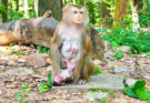 A newborn baby monkey named Loren cries loudly while sitting close to its mother, Luna, who appears to keep some distance during their early interaction. The emotional wildlife moment captures the challenges that can occur between a mother monkey and her newborn in their natural environment.