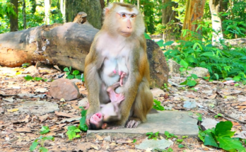 A newborn baby monkey named Loren cries loudly while sitting close to its mother, Luna, who appears to keep some distance during their early interaction. The emotional wildlife moment captures the challenges that can occur between a mother monkey and her newborn in their natural environment.