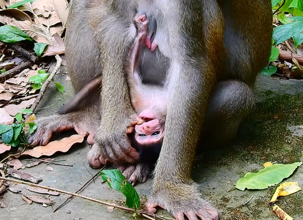 A newborn baby monkey cries loudly shortly after birth while its mother remains nearby. The emotional wildlife moment captures the baby's first moments of life and the natural behavior between mother and infant.