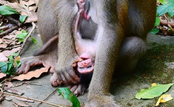 A newborn baby monkey cries loudly shortly after birth while its mother remains nearby. The emotional wildlife moment captures the baby's first moments of life and the natural behavior between mother and infant.