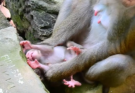 You won't believe the first few seconds after this baby monkey was born! Watch closely and join the conversation with your thoughts. 🐵✨
