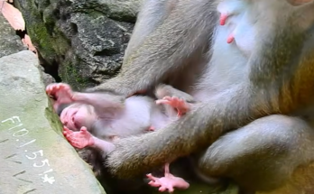 You won't believe the first few seconds after this baby monkey was born! Watch closely and join the conversation with your thoughts. 🐵✨