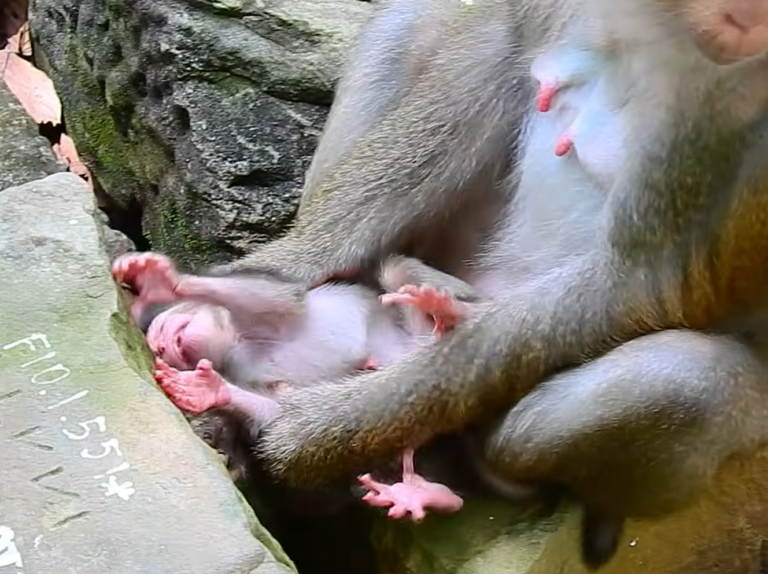 A Mother Monkey Holds Her Newborn for the First Time