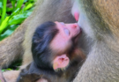 💖 Warning: This wholesome wildlife moment may completely brighten your day! Baby Loren's playful affection keeps Luna smiling in the most heartwarming way.