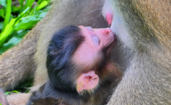 💖 Warning: This wholesome wildlife moment may completely brighten your day! Baby Loren's playful affection keeps Luna smiling in the most heartwarming way.
