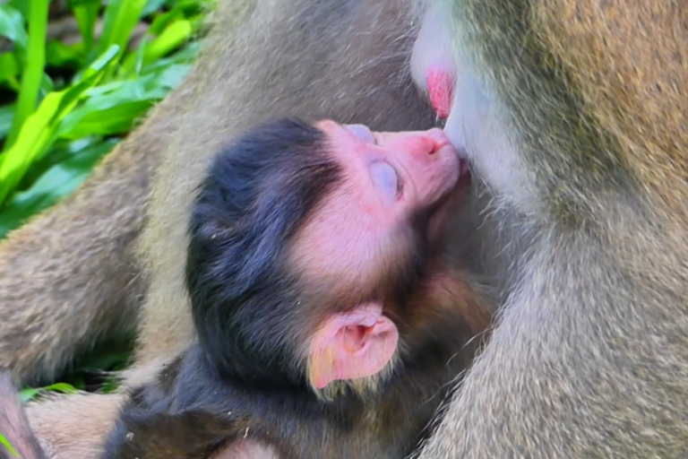 Baby Loren Grooms Luna Into Total Relaxation