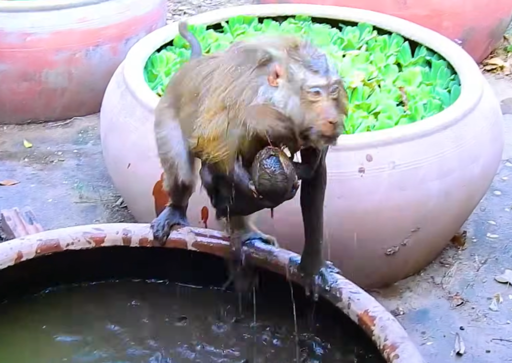 🐒💦 Oh no! This little baby monkey just had an unexpected adventure! He tried to get a drink of water and ended up slipping into a muddy little pond. Did he manage to get back out? 👀❤️