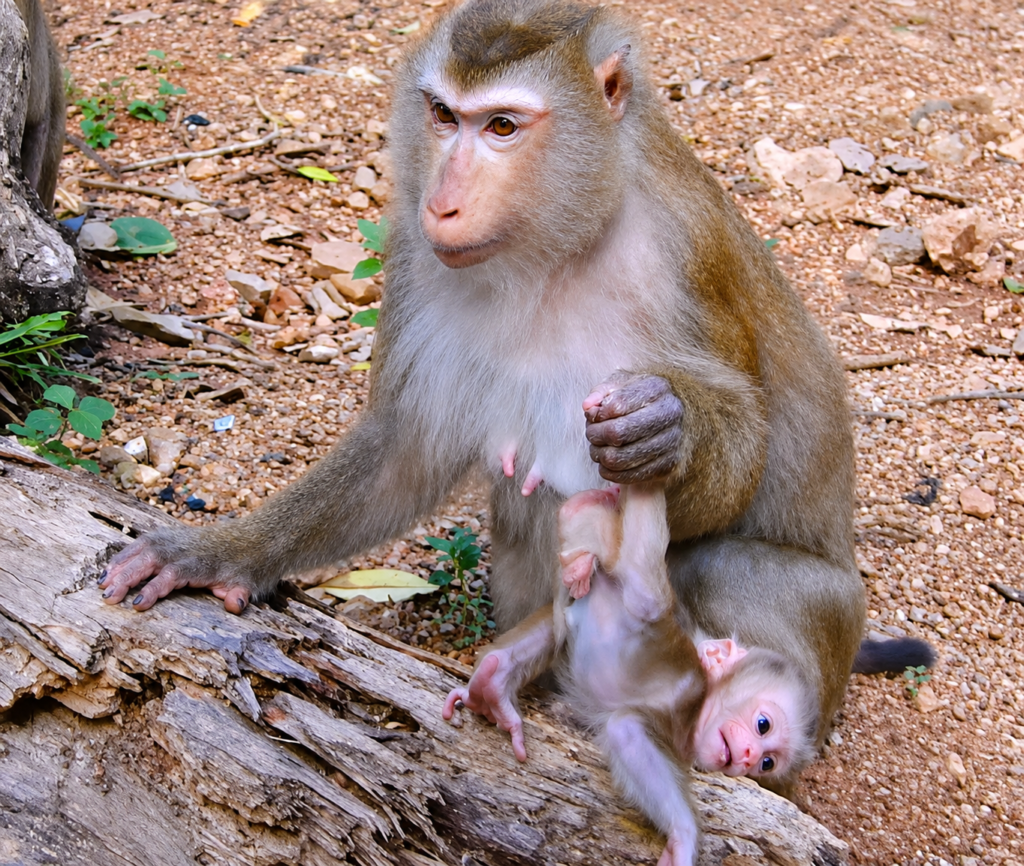 A mother monkey runs quickly while her baby tightly hugs one of her legs, creating an emotional and unforgettable wildlife moment that showcases their unique bond in nature.