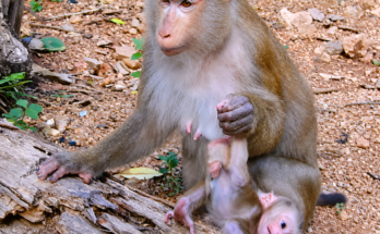 A mother monkey runs quickly while her baby tightly hugs one of her legs, creating an emotional and unforgettable wildlife moment that showcases their unique bond in nature.