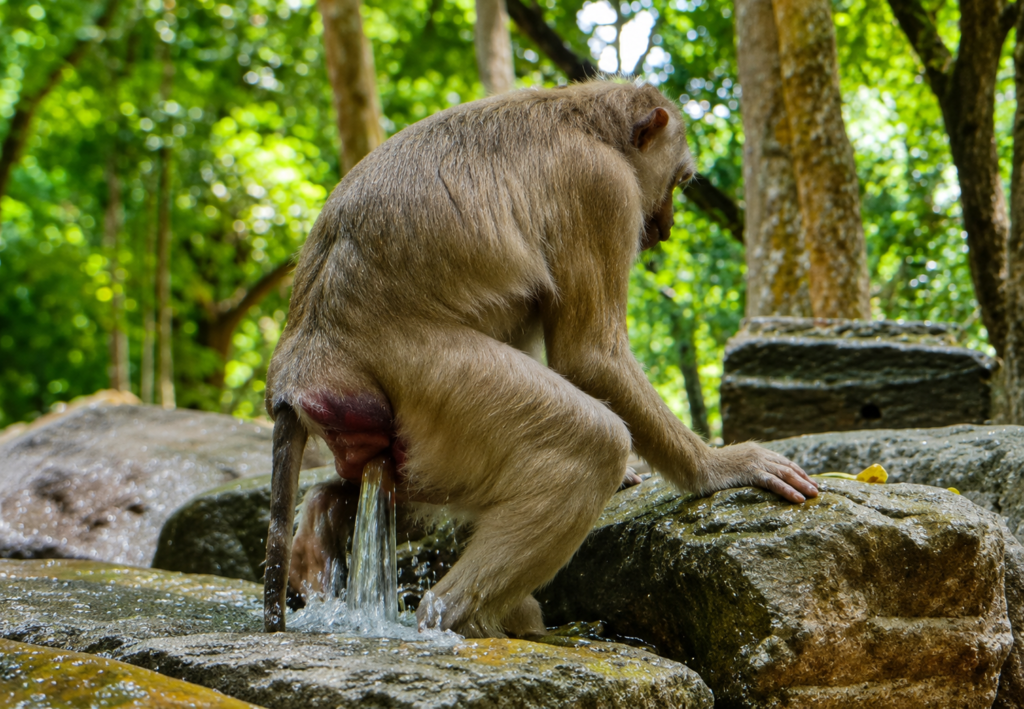 A mother monkey named Pretty carefully gives birth to her newborn after a long labor in a natural outdoor environment. The emotional wildlife moment captures her strength, determination, and the first moments with her healthy baby.