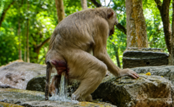 A mother monkey named Pretty carefully gives birth to her newborn after a long labor in a natural outdoor environment. The emotional wildlife moment captures her strength, determination, and the first moments with her healthy baby.