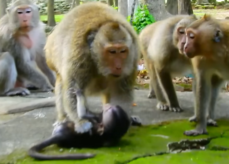 A Weak Baby Monkey Sits Alone as Adults Stay Nearby