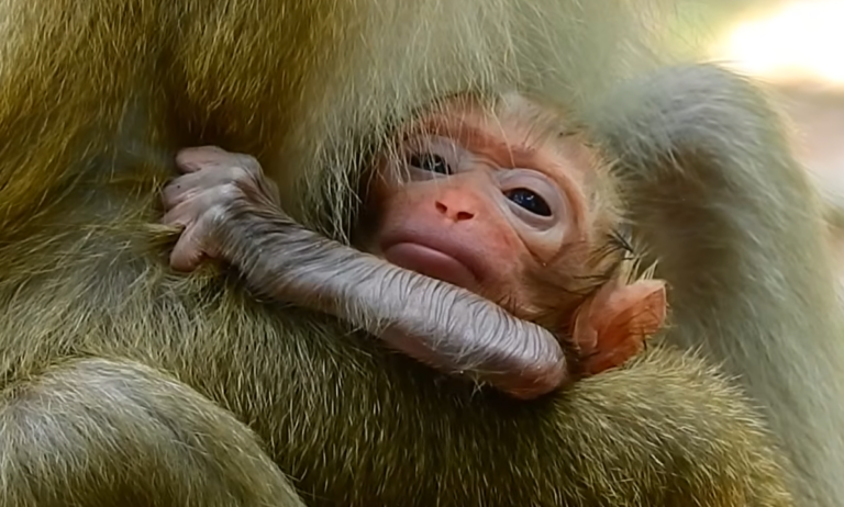 Amanda Cares for Her Newborn at Angkor Wat, Cambodia