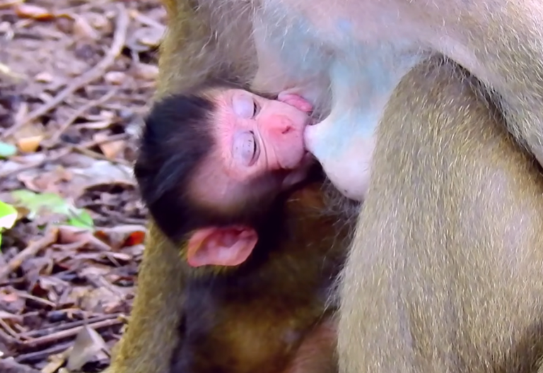 A Baby Monkey Looks Toward Its Young Mother at Angkor Wat