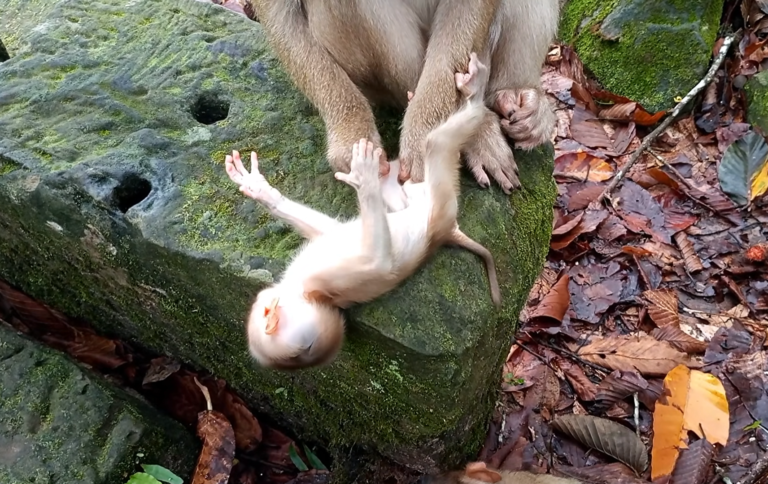 Monkey Mom Amanda’s Playtime With Her Baby in the Forest