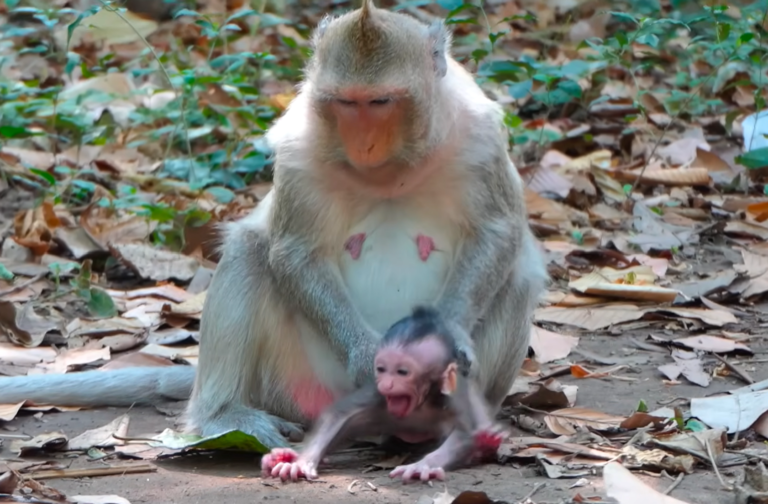 Baby Monkey Waits for Milk After Mom Says Not Yet