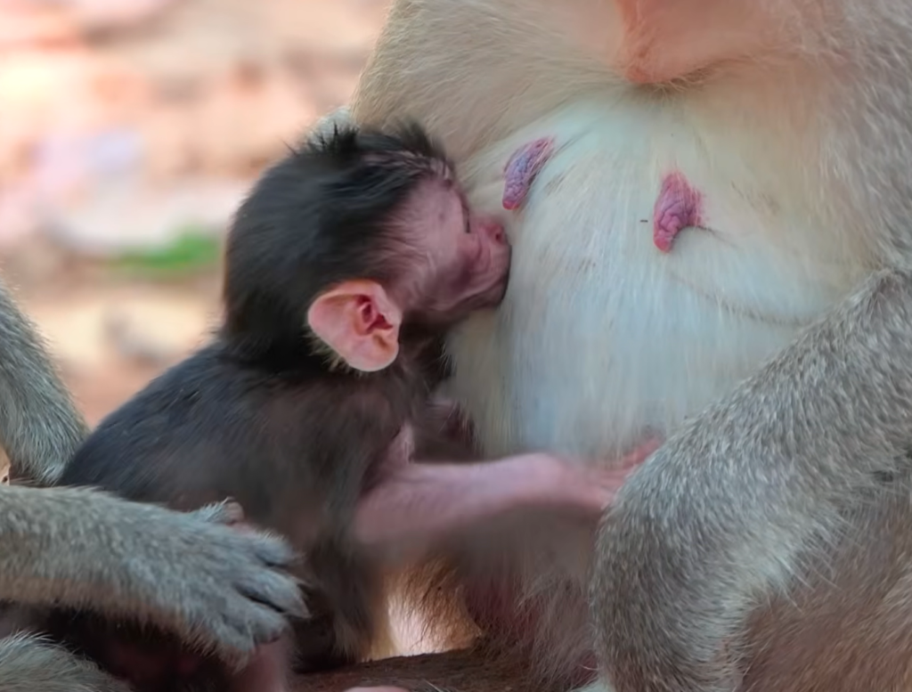 A newborn baby monkey seeks comfort and milk while its young mother calmly stays nearby.