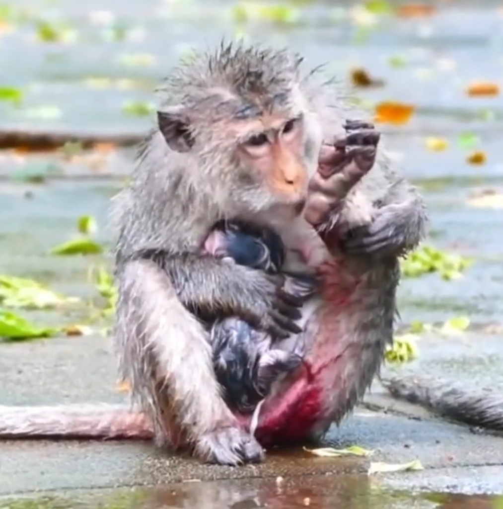 These baby monkeys were completely soaked by the rain, but one thing was missing: their mother's comforting presence. See the full story. 🥺🌧️