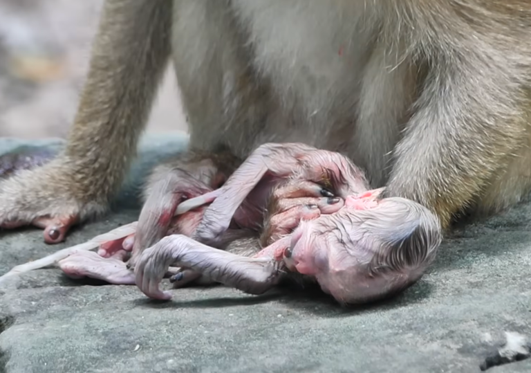 2-Hour-Old Newborn Monkey Left Alone on a Cold Stone