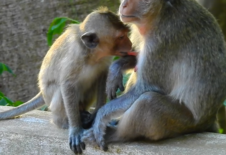 Baby Lola’s Weaning: Mom Gently Pushes Her Away