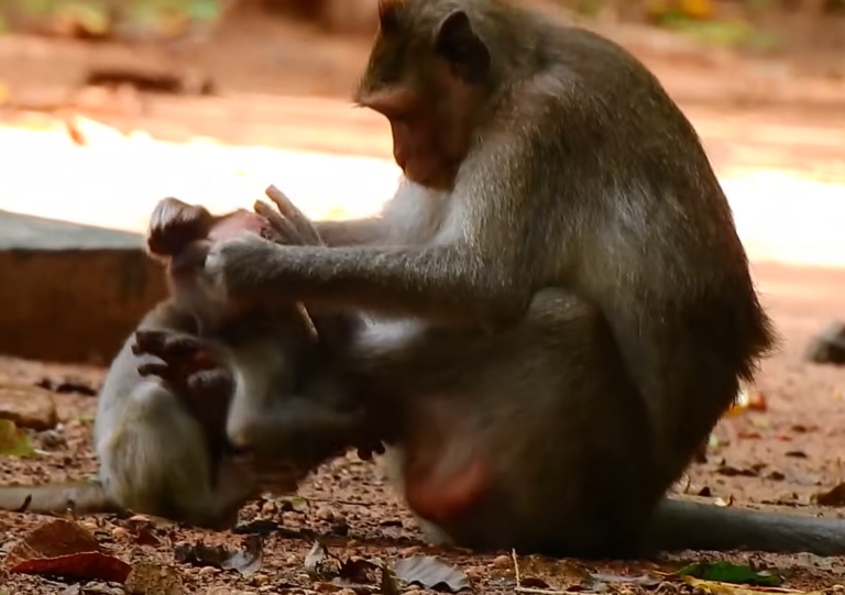 Baby Monkey Jasper’s Difficult Journey Toward Independence