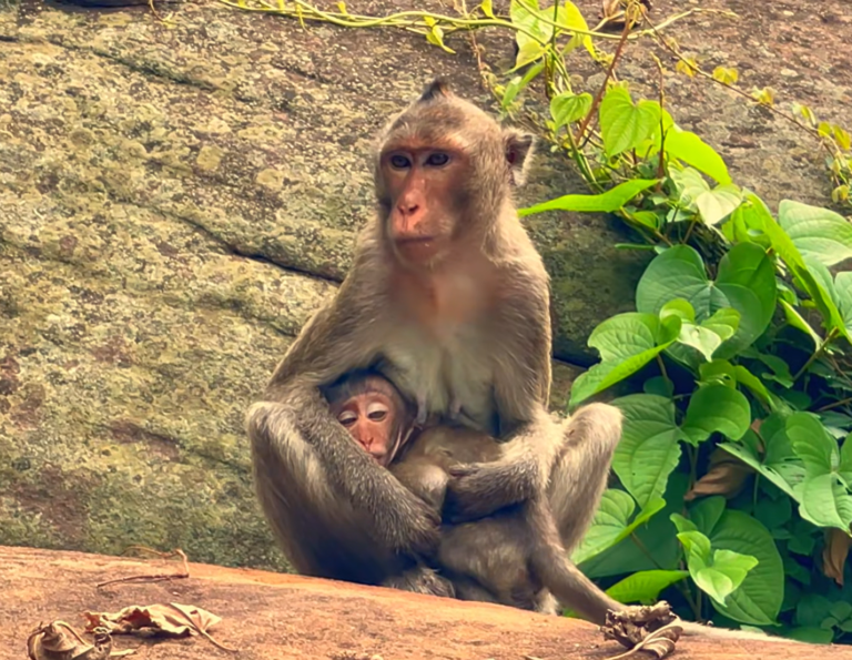 Upset Baby Monkey Comforted by His Gentle Mother