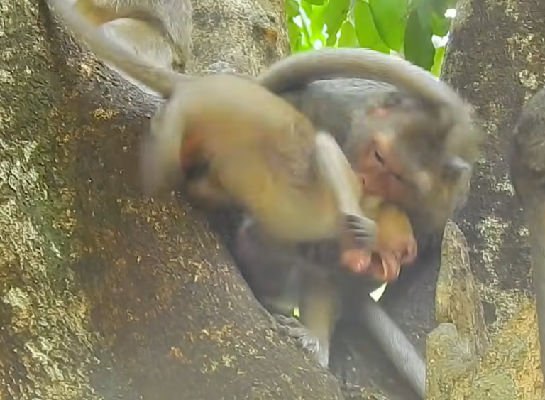 Baby Janet Asks for Milk as Mom Jane Teaches a Lesson