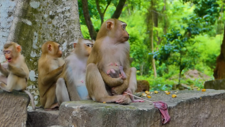 A First-Time Mother Monkey Meets Her Newborn