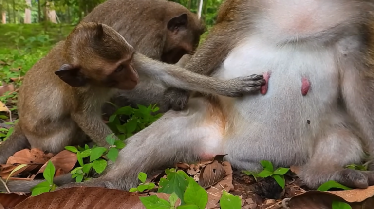 A Big Baby Monkey Keeps Asking for Milk, Mom Says No