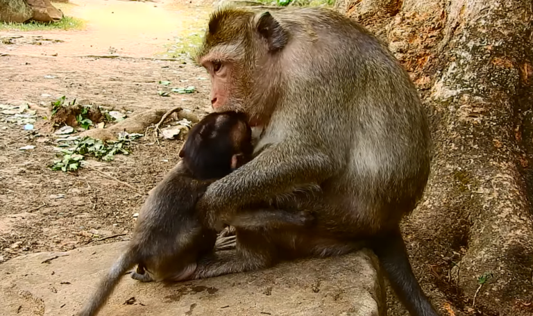 Baby Monkey David Reaches for Mom After Nursing Stops