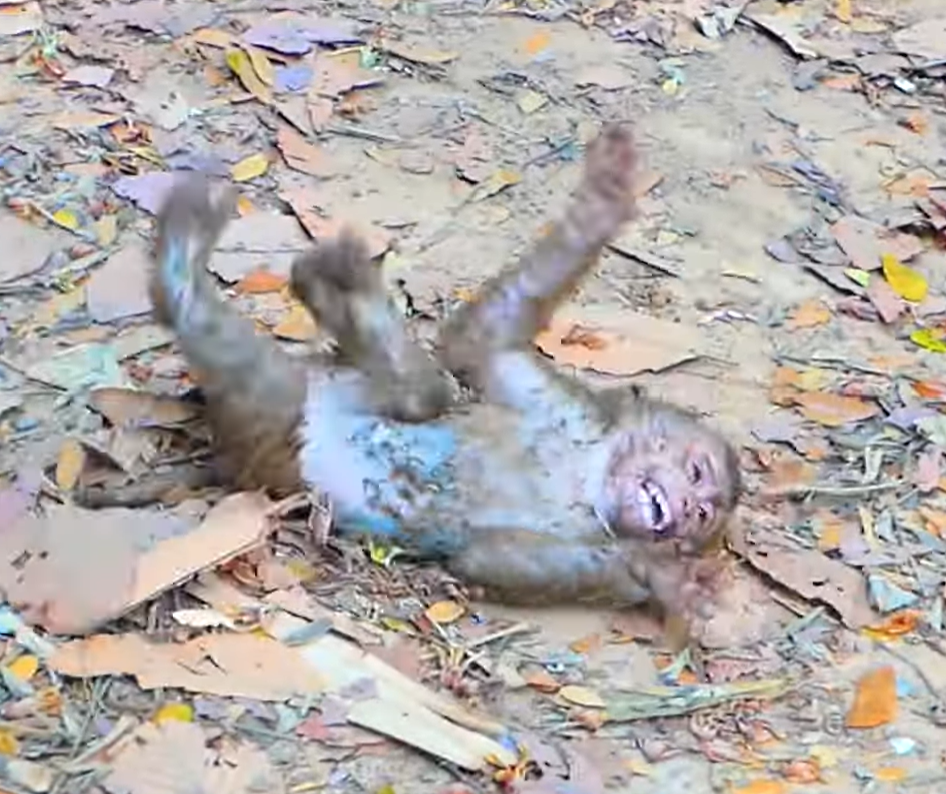 Baby monkey Leo cries loudly while his mother reacts during an emotional moment between them.