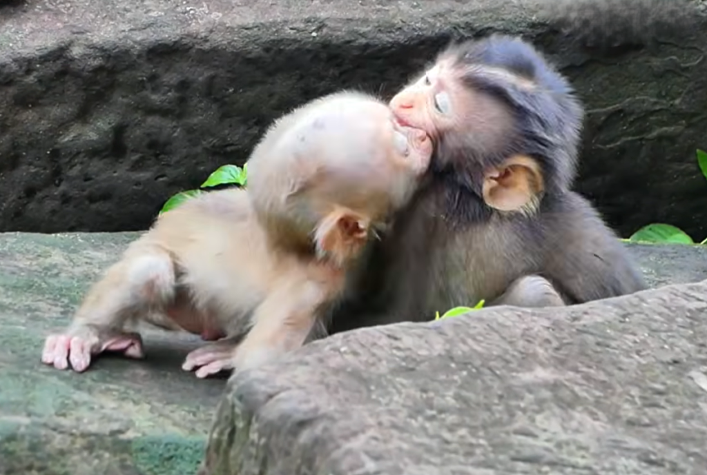 Baby monkeys Marcel and Alfie playfully wrestling and enjoying a fun morning together.