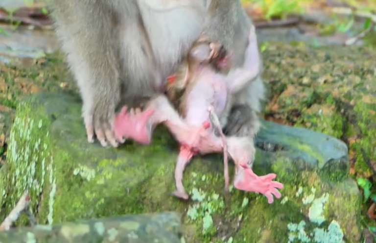 A 5-Hour-Old Newborn Monkey and Its Caring Mother