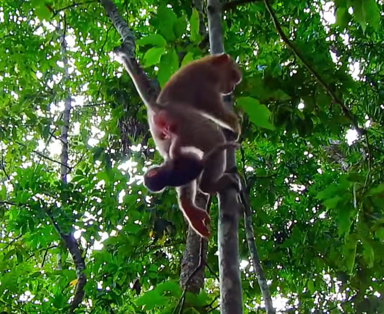 Baby Loren Practices Climbing a Tree