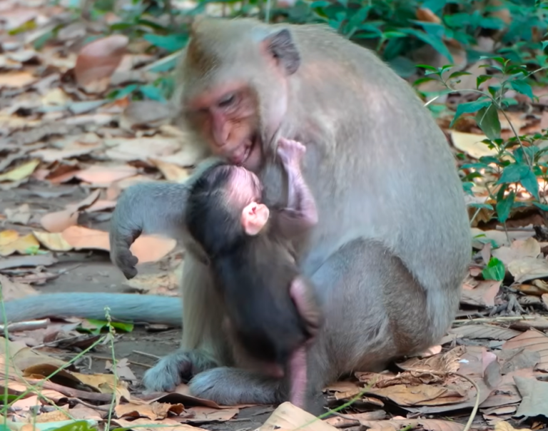 Baby Monkey Begs for Milk, and Mom Stays Calm
