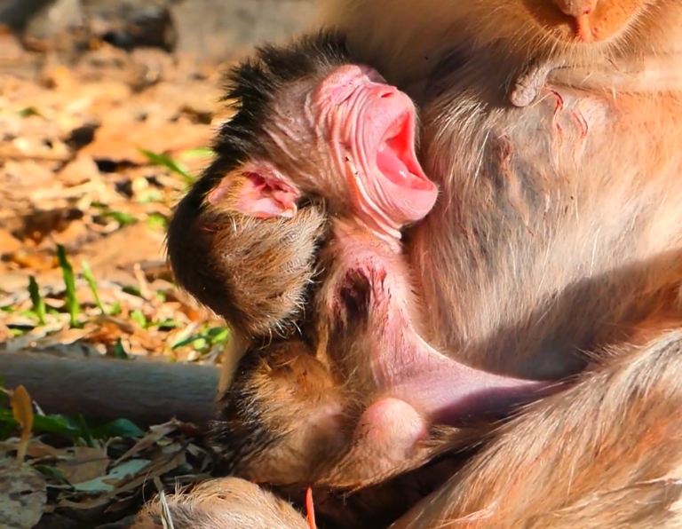 Young Monkey Viki’s First Morning With Her Newborn