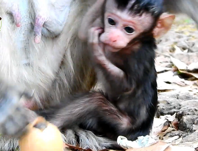 Baby Lori Stays Close to Her Mother Amari