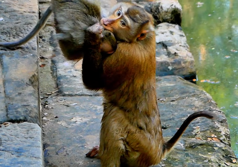Baby Monkey’s Tough Encounter With a Larger Monkey