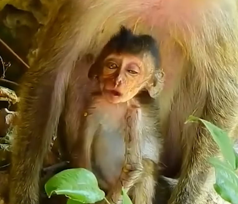 Older Mother Monkey Stays Close as Her Baby Eats Fruit