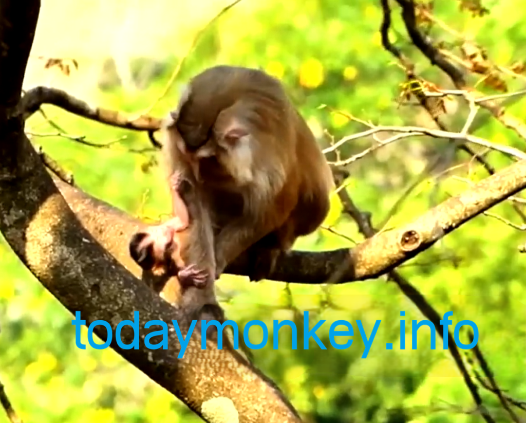 A newborn baby monkey struggles to stay close to his mother after being repeatedly separated from her, creating a heartbreaking wildlife story.