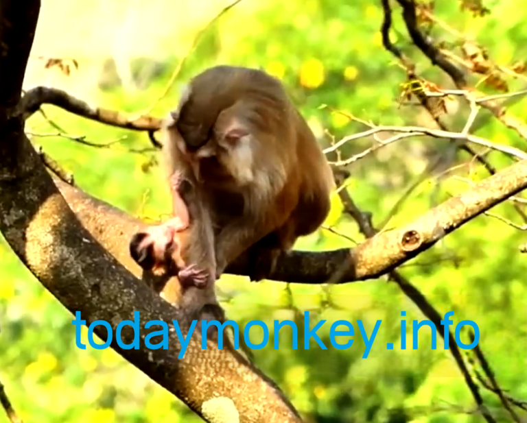 Newborn Monkey Struggles to Stay Close to His Mother